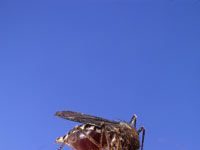 Are insect repellents safe for kids?