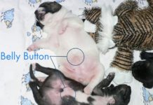 Do Dogs Have Belly Buttons?