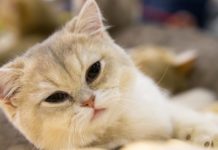 The British Shorthair Is a Round-faced ‘Teddy Bear Cat’