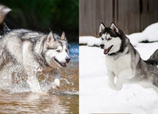 What’s the Difference Between an Alaskan Malamute and a Husky?