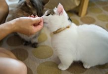 Munchkin Cats: The Wiener Dogs of the Feline World