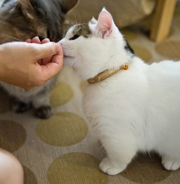 Munchkin Cats: The Wiener Dogs of the Feline World