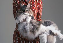 Maine Coon Cats: Gentle Giants of the Feline World