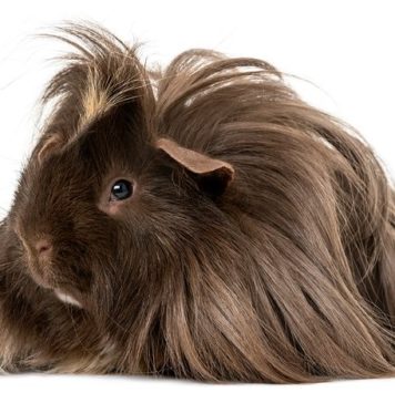 The Joys of Living With Guinea Pigs