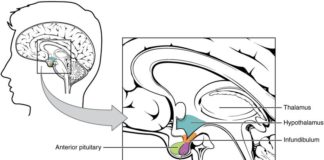 Feeling Hungry? Tired? Moody? Thank Your Hypothalamus
