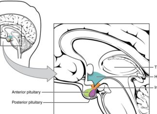 Feeling Hungry? Tired? Moody? Thank Your Hypothalamus