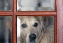 Should dogs be kept exclusively indoors?