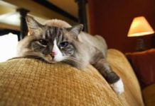 Should cats be kept exclusively indoors?