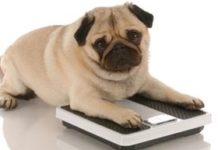 Home Remedies for Overweight Dogs