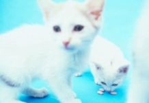 Home Remedies for Cats With Hearing or Vision Loss