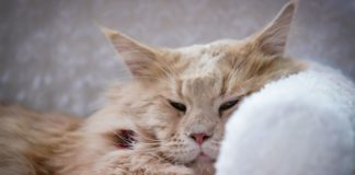 How to Tell if Your Cat Is Sick