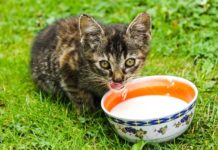 Home Remedies for Cats with Diarrhea