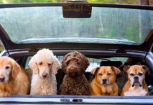 How Animal Hoarders Differ from Object Hoarders