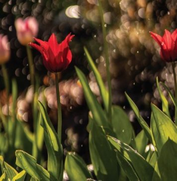 Tips for Growing Your Own Garden