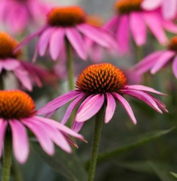 10 Health Benefits of Echinacea