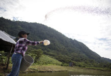 Local Communities Empower a Resilient Global Food System