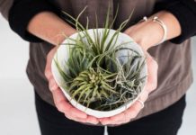 12 Ways to Get Your Nature Fix Indoors