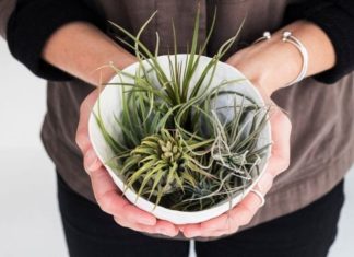 12 Ways to Get Your Nature Fix Indoors