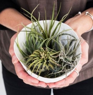 12 Ways to Get Your Nature Fix Indoors